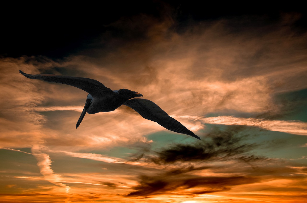 pelican-901004_1280